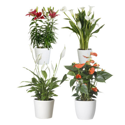 Eksotisk plante