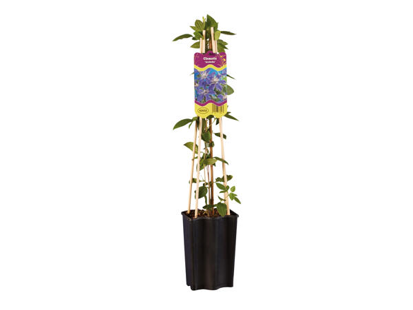 British Clematis