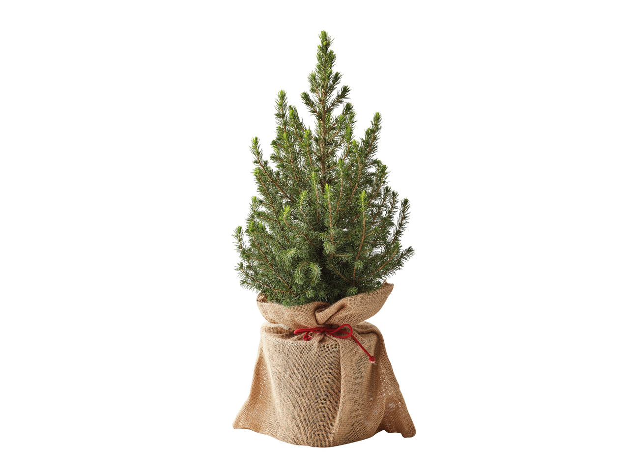 Christmas Tree1