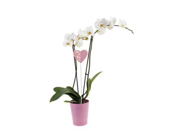Phalaenopsis dans un pot en céramique