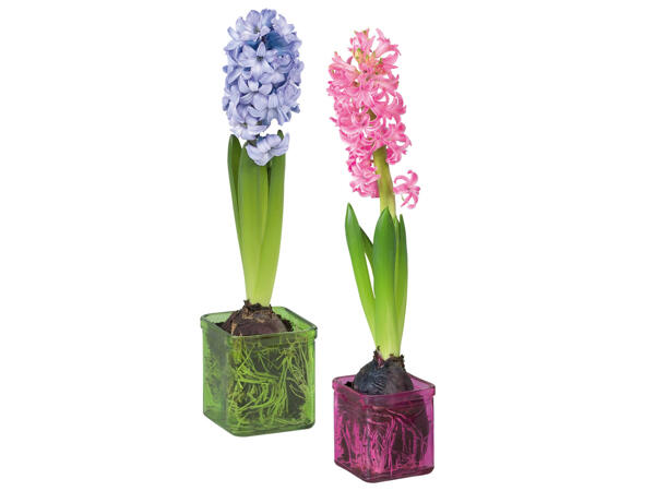 Hyacinth in Glass Pot