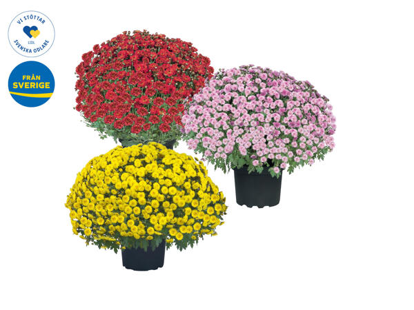 Krysantemum