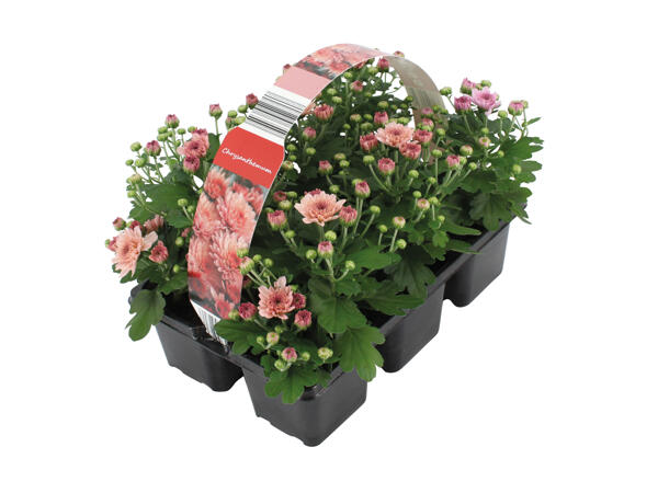 Chrysanthemum 6'er bakke