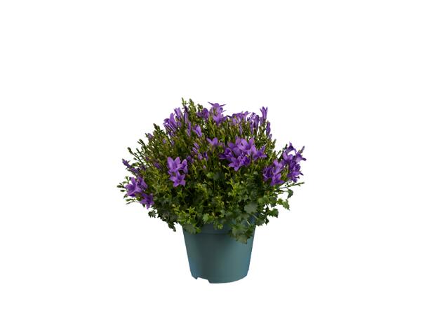 Bellflower mix