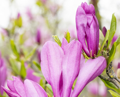 Magnolie
