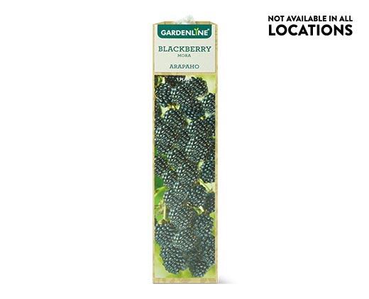 Gardenline Berry Bush Assorted Varieties