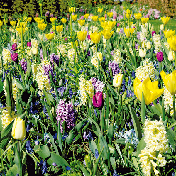 Blumenzwiebeln