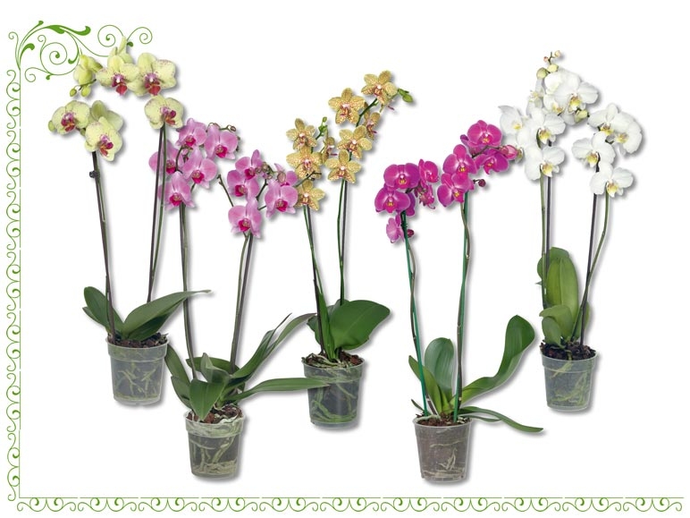 Plantes exotiques dans un pot en céramique de Cancún (dès 10.10.)
