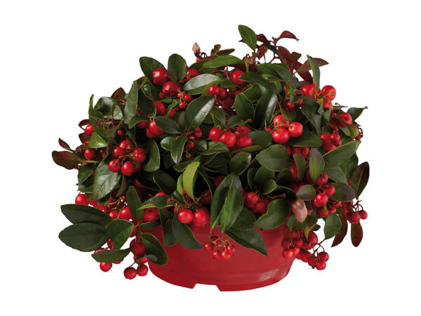 Gaultheria
