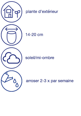 Géraniums, 6 pcs