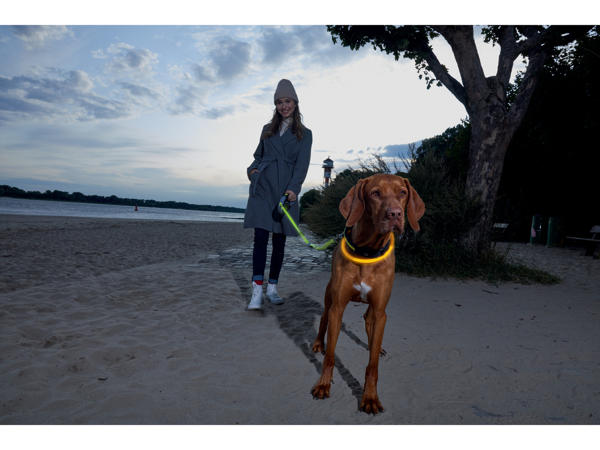 LED Light-Up Dog Collar