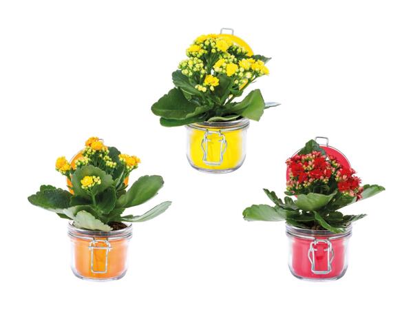 Kalanchoé dans un bocal