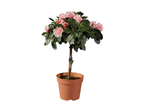 Standard Azalea