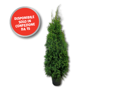 Thuja Smaragd