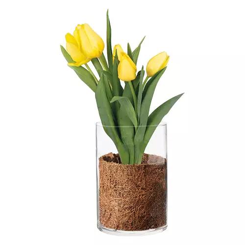 Tulips in Glass Vase - Assorted Color