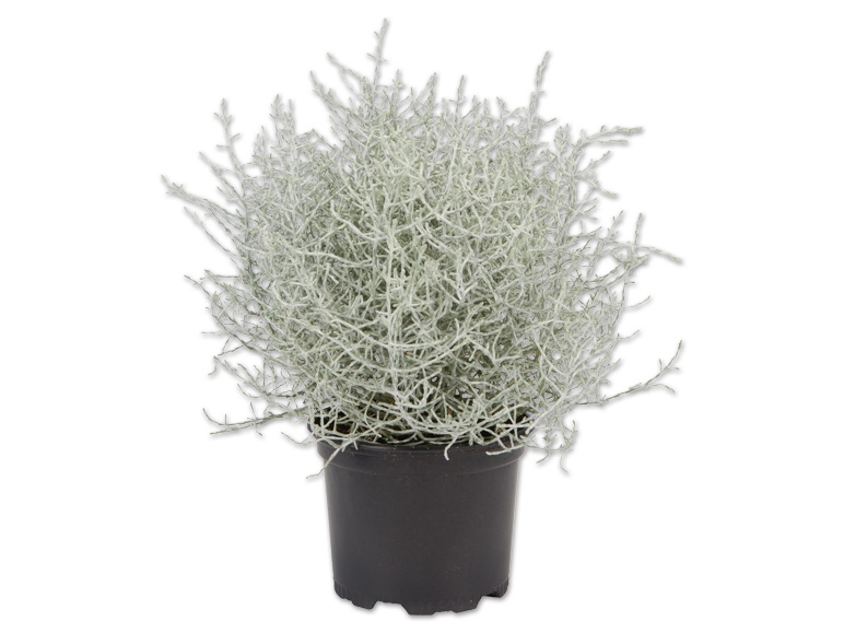 Stacheldrahtpflanze
