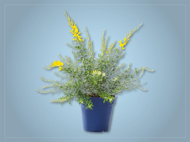 Cytisus racemosus (dès 31.3.)