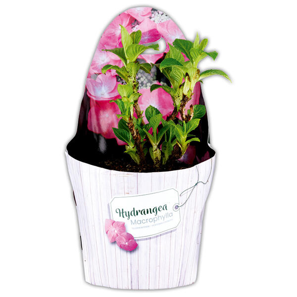 Tellerhortensie