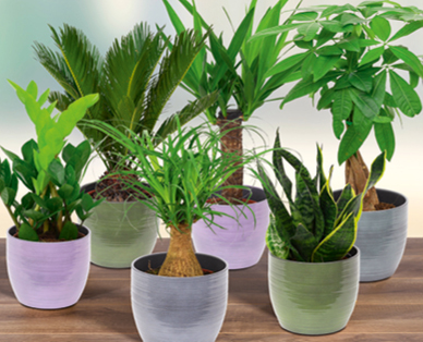 Plante verte exclusive