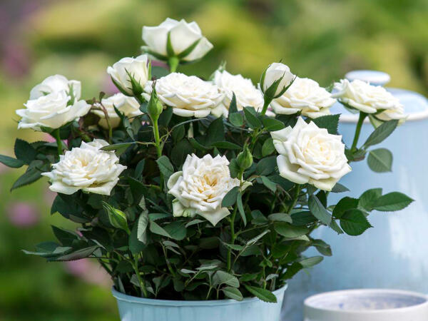 Dansk rose