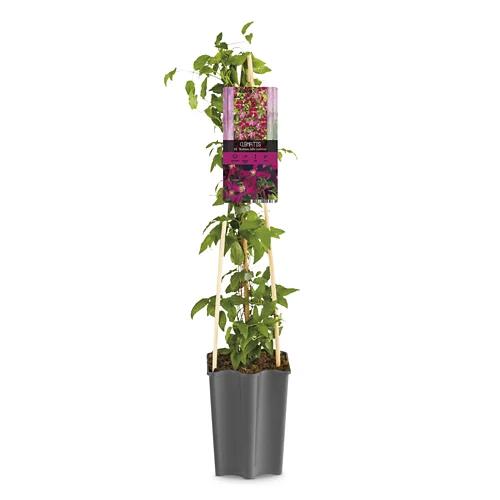 Clematis