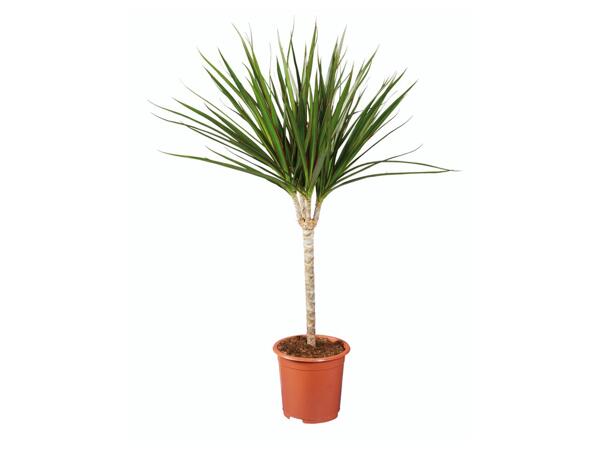 Medium Houseplant