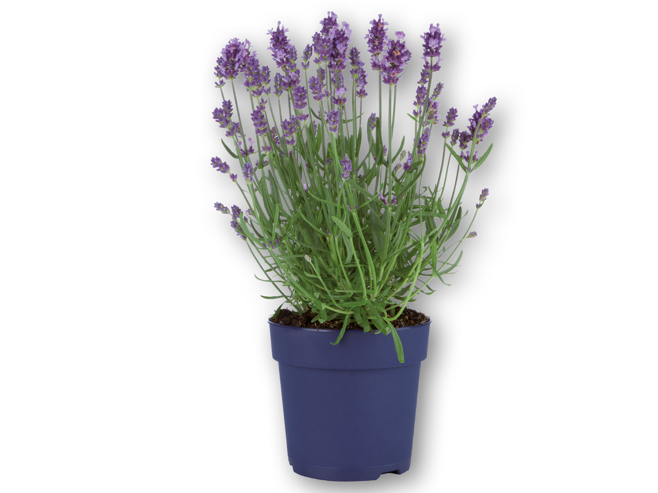 Lavendel