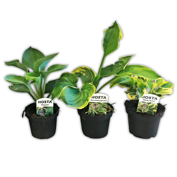Funkie "Hosta"