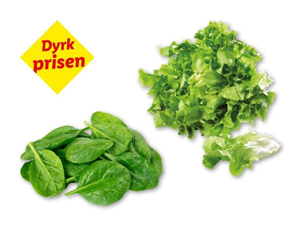 Dansk Crisp salat eller spinat