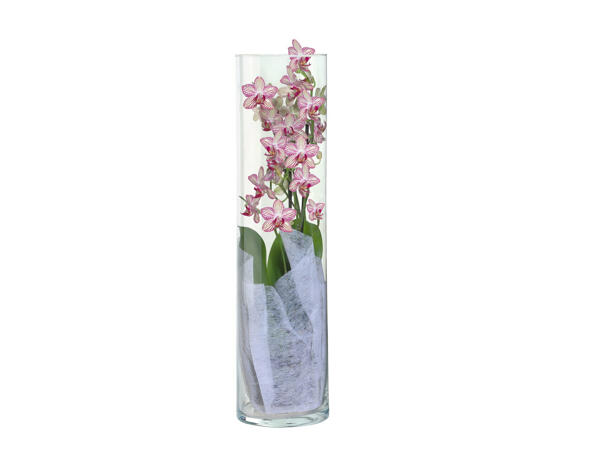 Phalaenopsis dans un vase en verre