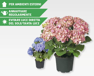 Ortensia da giardino GARDENLINE(R)
