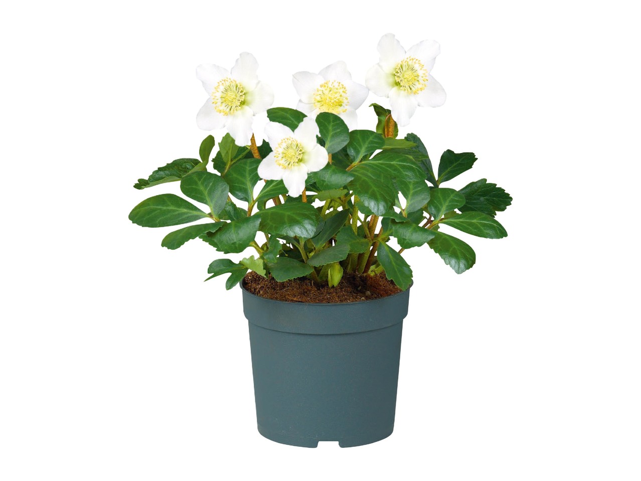Helleborus Orientalis