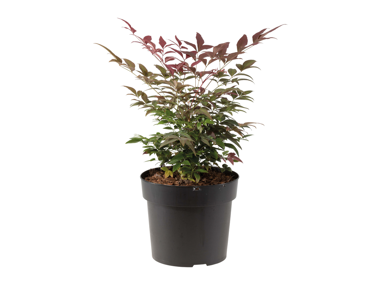 Bambou sacré Nandina