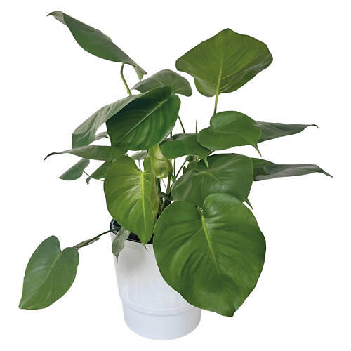 10" Assorted Foliage