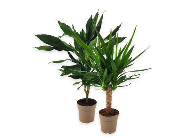 Green plants