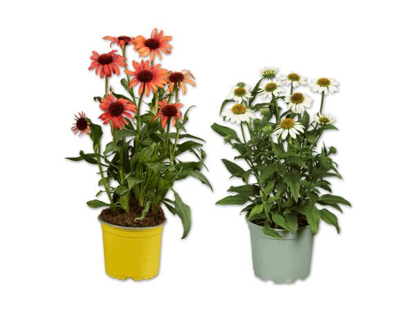 Echinacea (Sonnenhut)