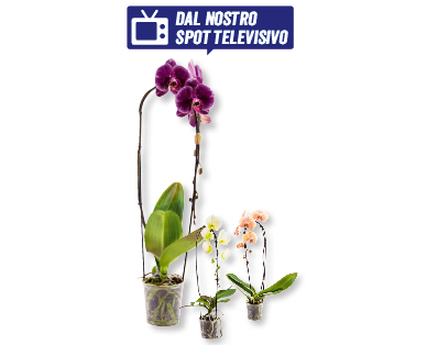 Phalaenopsis Cascade
