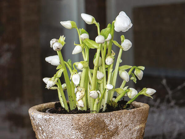 Bladløs julerose