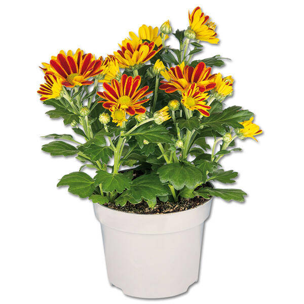 Chrysanthemen
