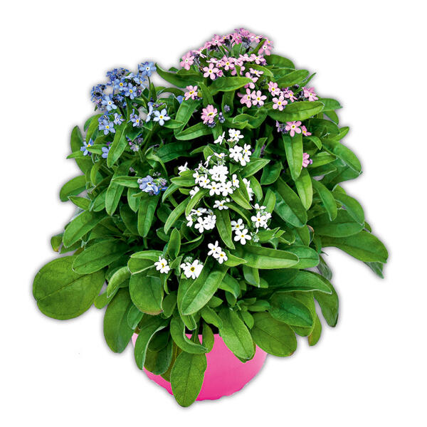 "Myosotis Trios" Vergissmeinnicht