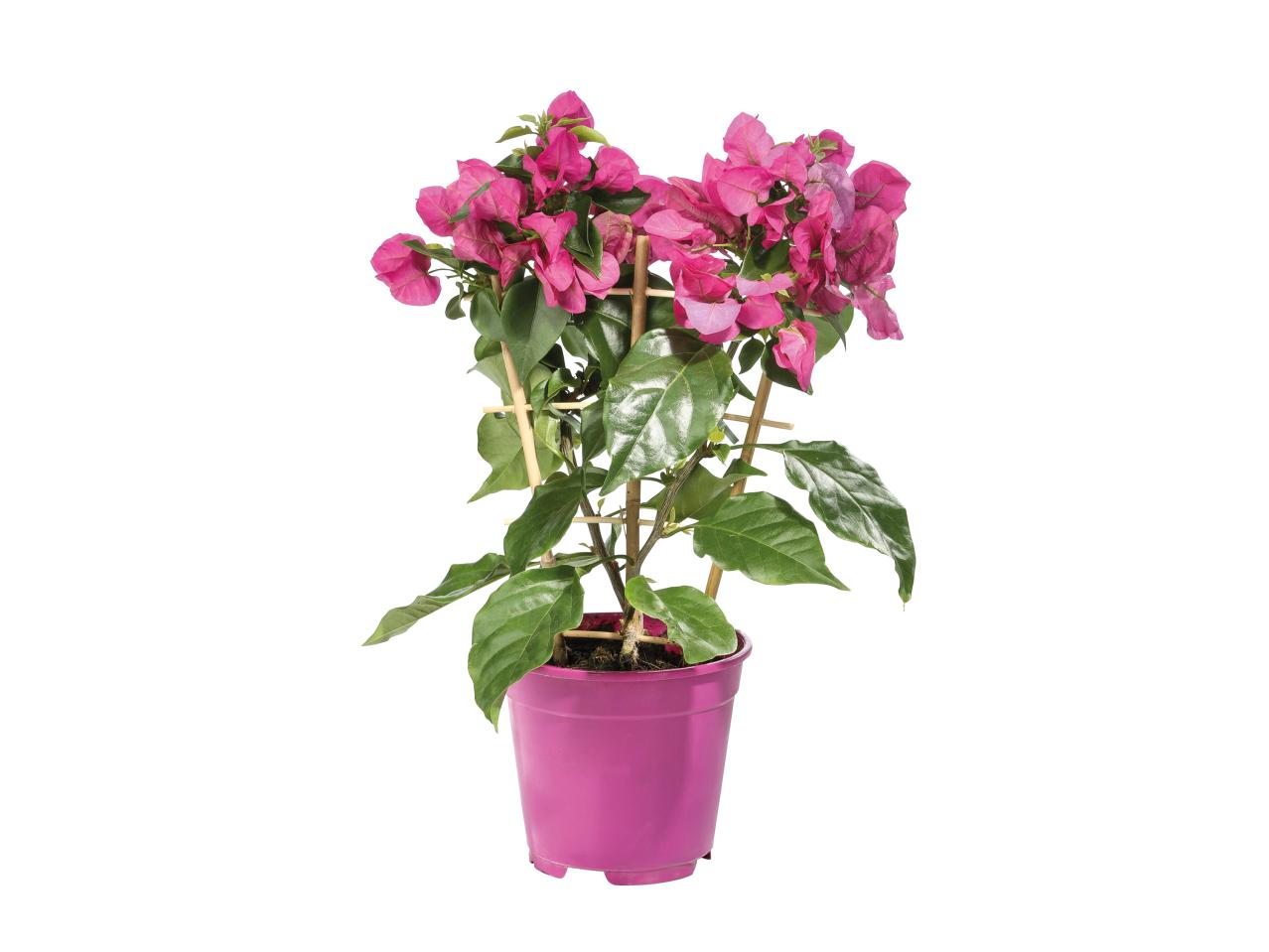 Bougainvillea1