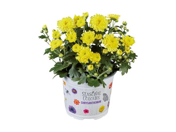 Krysantemum "Multiflora"