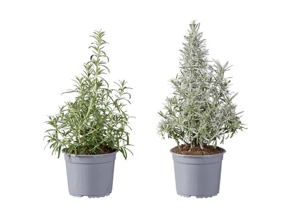 Rosmarino e lavanda bio piramide