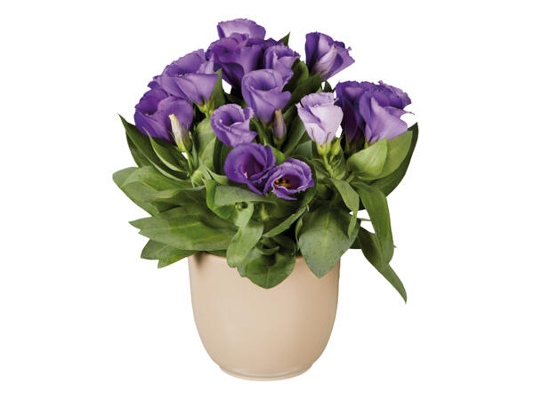 Eustoma
