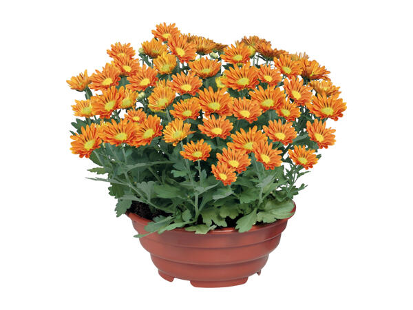 Flowering Plant in Bowl
