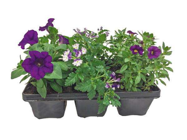 Bedding Plants