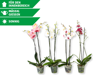 Phalaenopsis XL