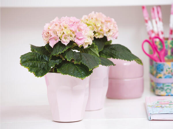 Hortensia