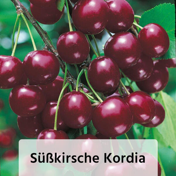 Obstbaum im Jutesack