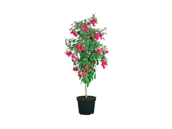 Standard Fuchsia